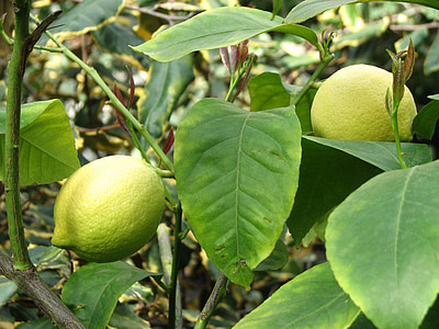 лимон, лимоново дърво, цитрусови плодове