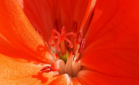 pianta, natura, Live, fiore, rosso, petalo, Sfondi gratis