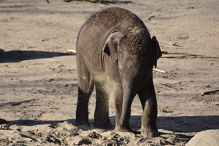 Baby-Elefant, Jungtier, Elefant, die Welt der Tiere, junger Elefant, Rüssel, Säugetier