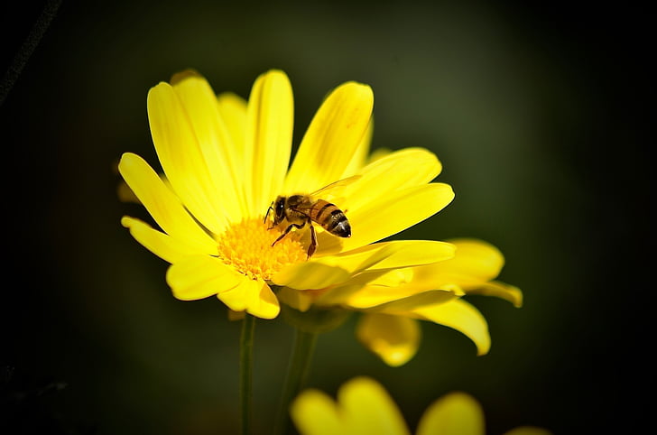 sedmikráska, včela, žlutá, Krásné, květ, jaro, Příroda
