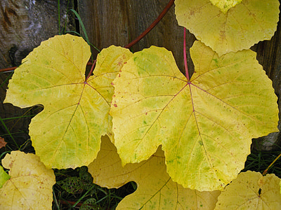 blade, druemost, efterår, guld, blad, oktober, vingård