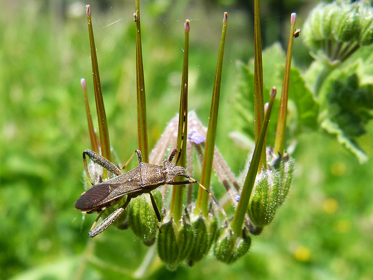 insect, antennas, bug, hemptero