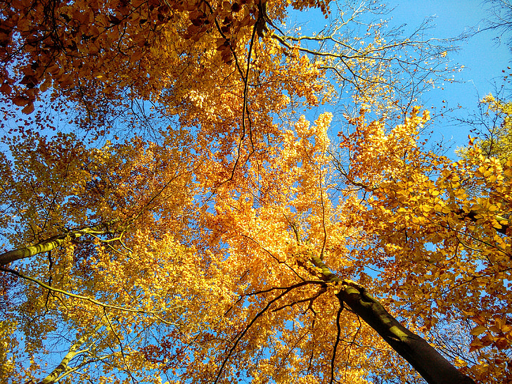 golden, trees, autumn, season, gold, yellow, natural
