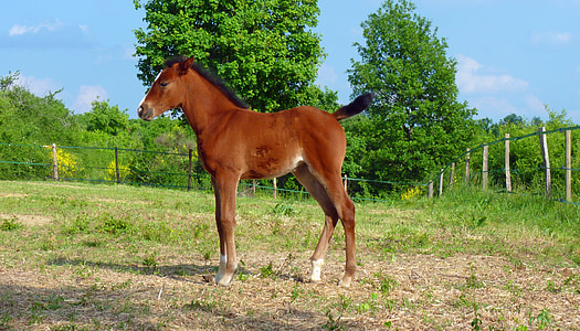 cal, pur sânge arab, cai, cai de reproducție, Arabă, reproducere, cabaline