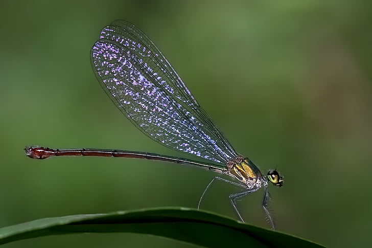 libelinha da, Odonata, flashwing comum, Vestalis amethystina, inseto, macro, um animal