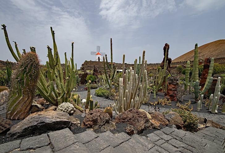 Jardin de kaktusas, kaktusas, Lanzarote, Ispanija, Afrika atrakcionai, Guatiza, vėjo malūnas