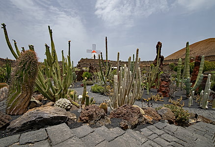 Jardin de cactus, cây xương rồng, Lanzarote, Tây Ban Nha, Các điểm tham quan châu Phi, Guatiza, cối xay gió