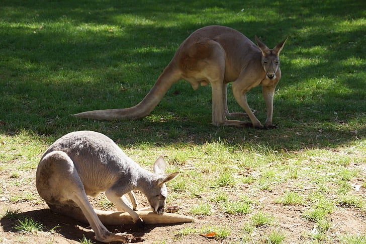 καγκουρό, ζευγάρι, προ, βοσκότοποι, πράσινο γρασίδι, εθνικό πάρκο, Αυστραλία