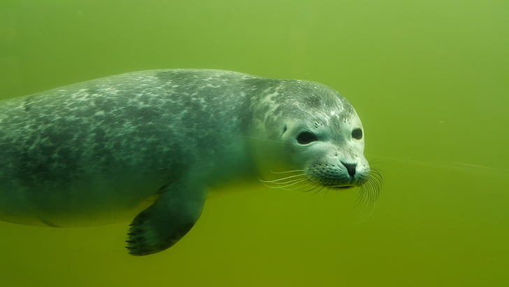 robbe, howler, nature, seal, swim, moustache, water creature
