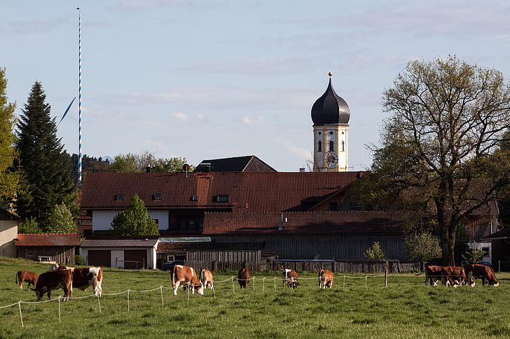 Iglesia, cúpula de cebolla, barroca, Baviera superior, rural, aldea, del pasto