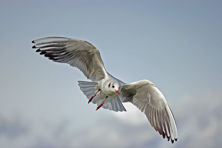 animal, animal photography, bird, flying, gull, seagull, nature