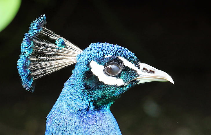 Peacock, Peacock đầu, đầu, động vật, con chim, lông vũ, Bàn trang điểm