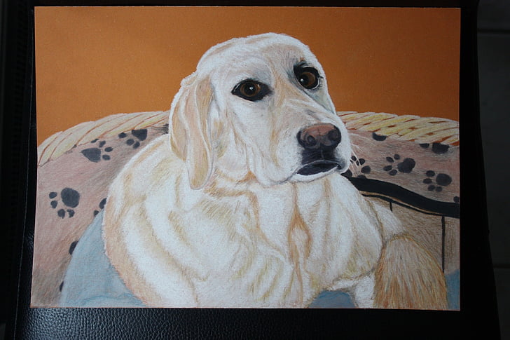 cane, Labrador, animale, disegno a matita colorata, animali domestici