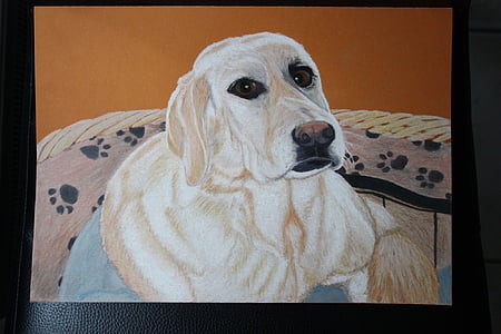 hond, Labrador, dier, Gekleurde potlood tekening, huisdieren