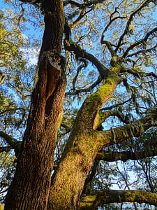Oak, cây, Thiên nhiên, chi nhánh, gỗ, môi trường, thân cây