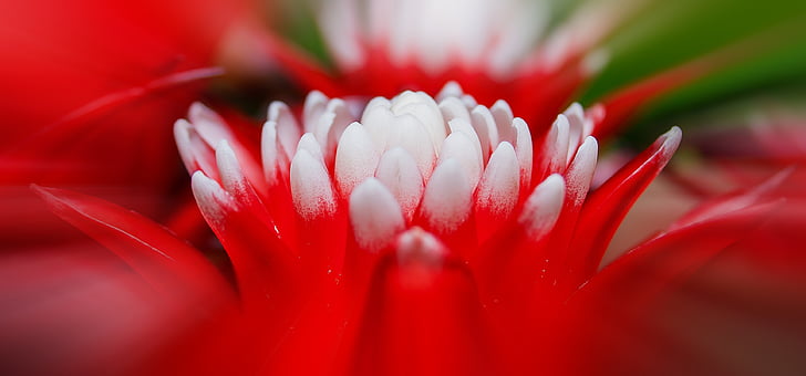 bromeliad, vriesea, exotic, plant, red, white, tropical