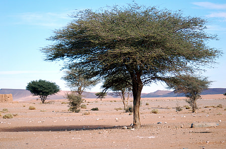 Marokko, Afrika, Wüste, seinen, Sand, Soledad, friedliche