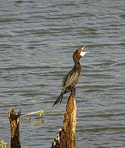 πουλί, νερό πουλί, λίγο κορμοράνος, microcarbo του Νίγηρα, φύση, άγρια φύση, των πτηνών