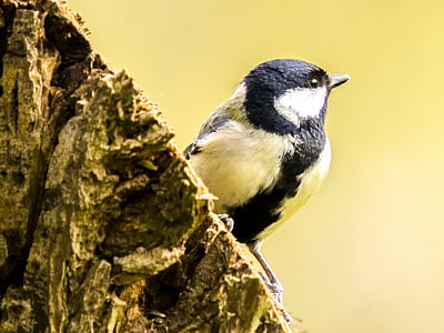 tit, Songbird, pájaro del jardín, naturaleza, pájaro, animal, flora y fauna