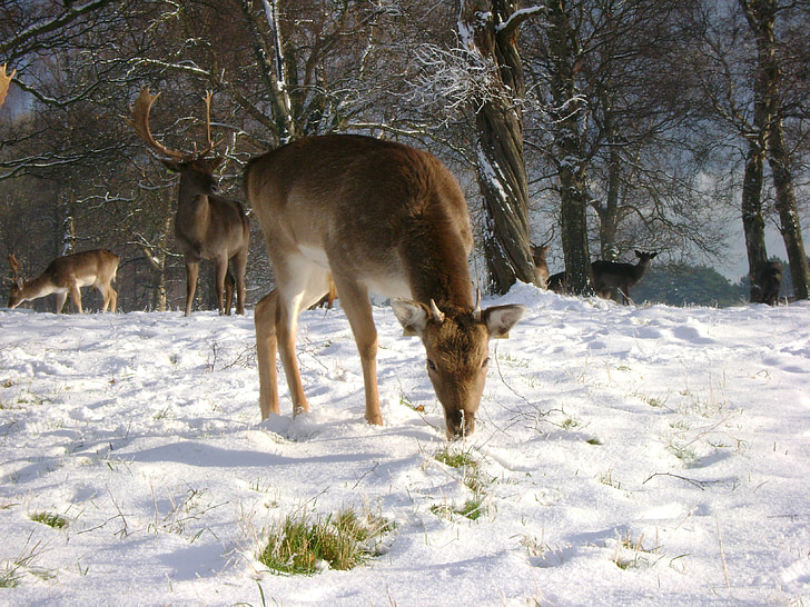deer, snow, feeding