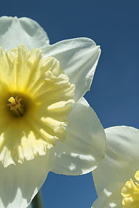 Narcissus, gul, våren, Daffodil, blomma, Blossom, Bloom