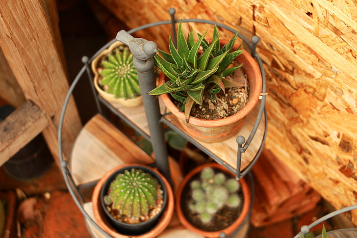 Cactus, groen, blad, groeien, Tuin, plant, natuur