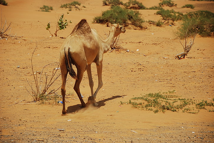 cammelli, u un e, Dubai, Ras al khaimah, Vacanze, deserto, Safari
