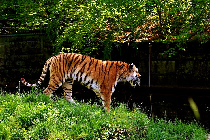 Tiger, Predator, päls, Vacker, farliga, katt, naturfotografering