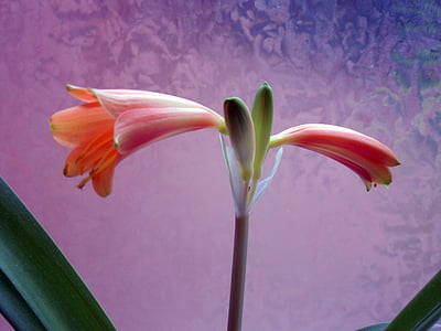 Amaryllis, flor, flor, planta Amaryllis, inflorescència, planta, botànica