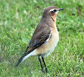 wheatear, oenanthe, perching ptic, muscicapidae, ptica pevka, ptice, vrste