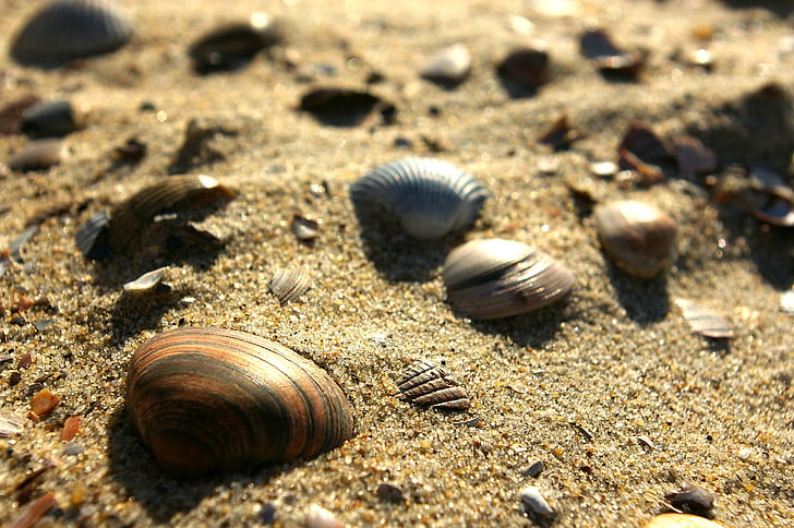 shells, sand, beach