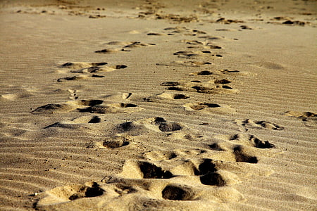 urme, nisip, de mers pe jos, plajă, picior, imprimare, turism