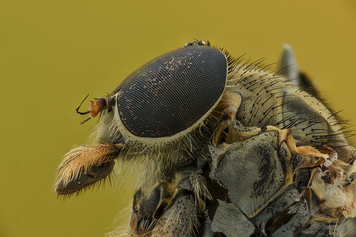 έντομο, τα μάτια, μακροεντολή, bug, ζώο, φύση, μικρό