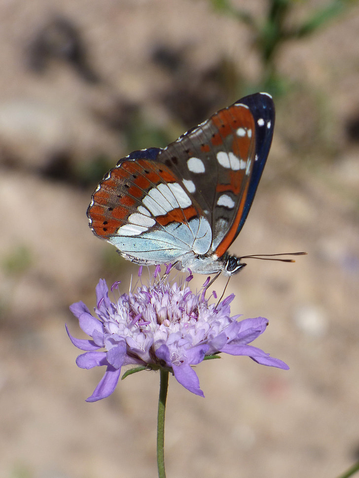 vlinder, nimf streams, Limenitis reducta, Nimfa mediterrània, Wild flower, libar, kofferbak