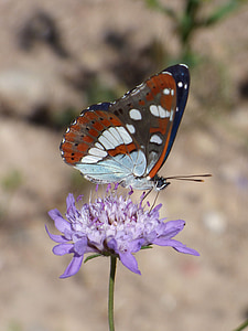 vlinder, nimf streams, Limenitis reducta, Nimfa mediterrània, Wild flower, libar, kofferbak