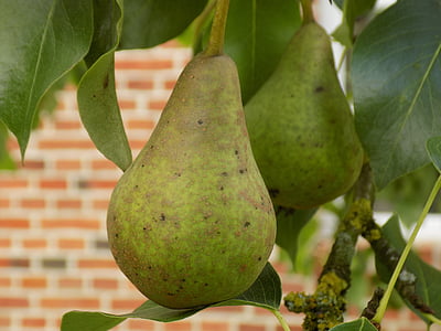 pear, food, tree, fruit, nature, healthy