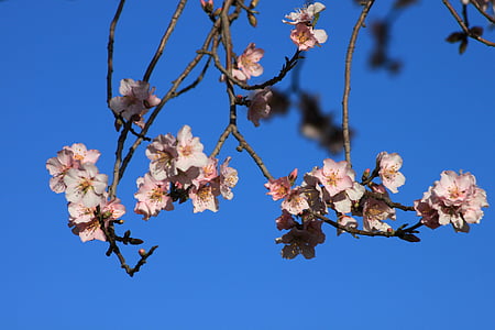 Пролет, цвете, природата, цветя, бадем, дърво, клон