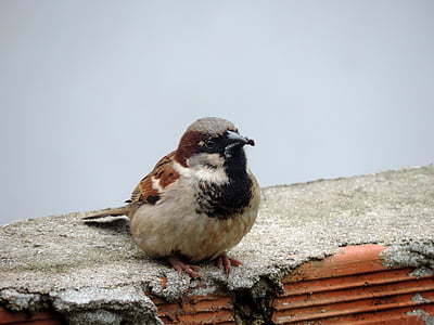 sparrow, nature, bird, roof, animal, wildlife, beak