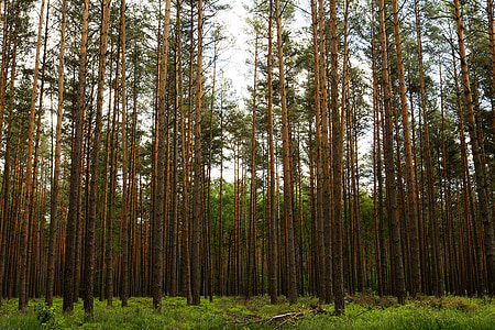 pădure, copaci, cer, Uckermark, Mecklenburg, din, Mecklenburgische Seenplatte