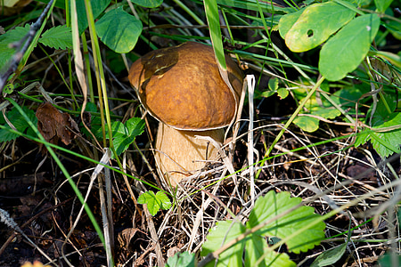 white mushroom, nature, mushrooms, forest, edible mushrooms, leaves, grass