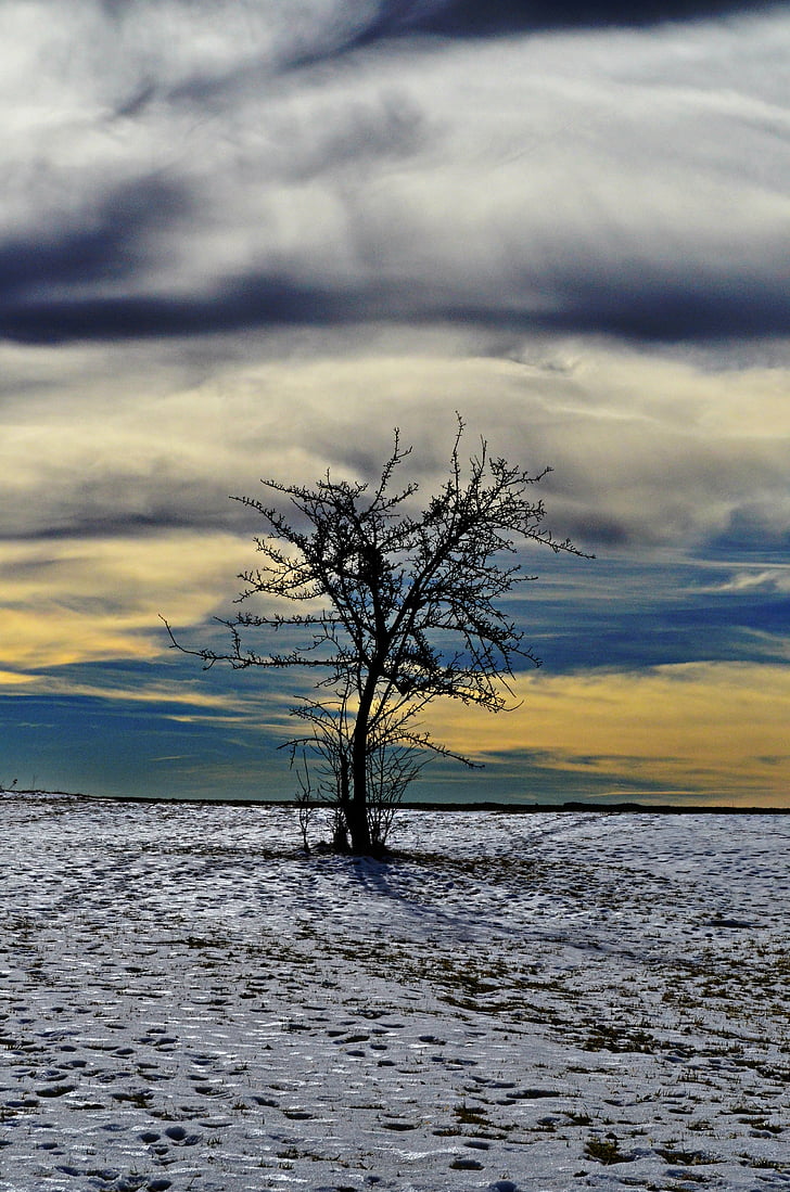 tree, landscape, winter