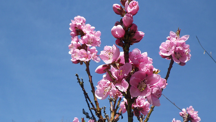 flower, pink, sky, nectarine, spring, flowering, nature