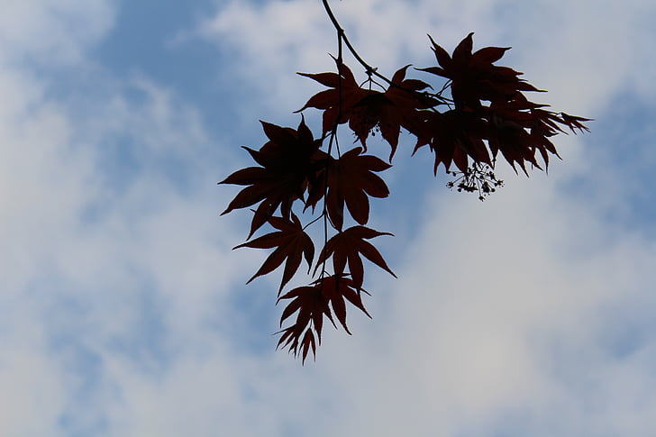 Есенно небе, Есенни листа, подсветка, дървен материал, клон, небе, синьо