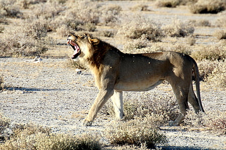 Lion, Namibia, Etoshan, kansallispuisto, Safari, Predator, haukottelu
