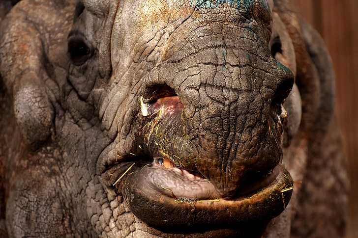 Rhino, živali, živalski svet, Debelokožac, nosorog, živalski vrt, kožo