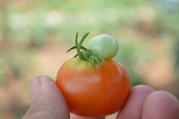 tomate, orgánica, granja, granja orgánica de hotel phnom penh