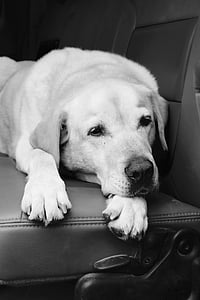 cão, Labrador, recuperador, animal, animal de estimação, bonito, doméstica