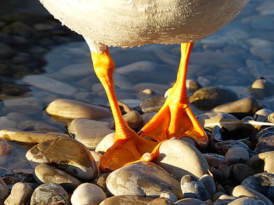 duck, duck feet, feet, orange, stones, water, isar