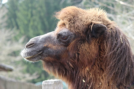 camello, dromedario, animal, joroba, naturaleza, Parque zoológico, mamíferos