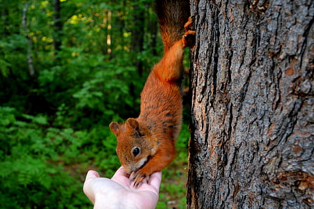 mókus, erdő, eszik, dió, természet, állat, fa